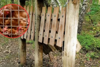 2nd Pelt poultry farm evacuated as bird flu spreads in Limburg