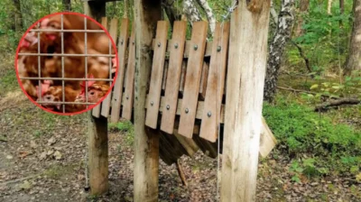 2nd Pelt poultry farm evacuated as bird flu spreads in Limburg