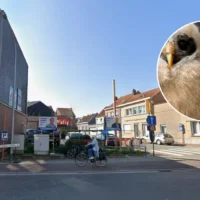 49 owls seized in Merchtem amid claims of intimidation