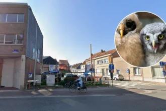 49 owls seized in Merchtem amid claims of intimidation