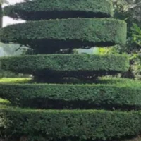 5 Sheep help maintain the greenery at the cemetery in Ixelles