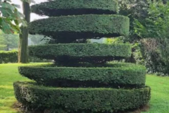 5 Sheep help maintain the greenery at the cemetery in Ixelles