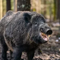 60-year-old woman mauled by wild boar in Meerhout reserve