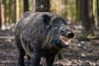 60-year-old woman mauled by wild boar in Meerhout reserve
