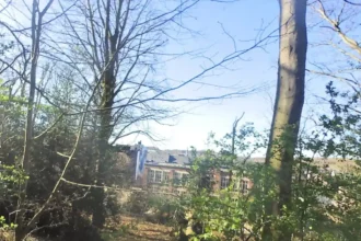 A tree falls on Annendael campus in Diest, Cluckers responds