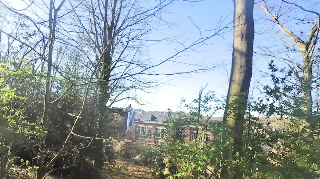 A tree falls on Annendael campus in Diest, Cluckers responds