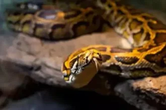 Abandoned Python found dead in Genk sports center