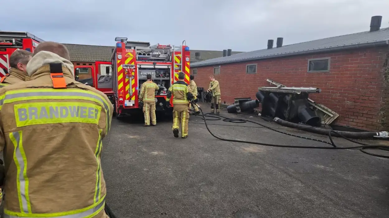 Alveringem 250 pigs die in Leisele barn fire
