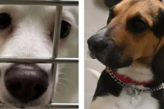 Anderlecht's Veeweyde Shelter struggles after 32 new pets