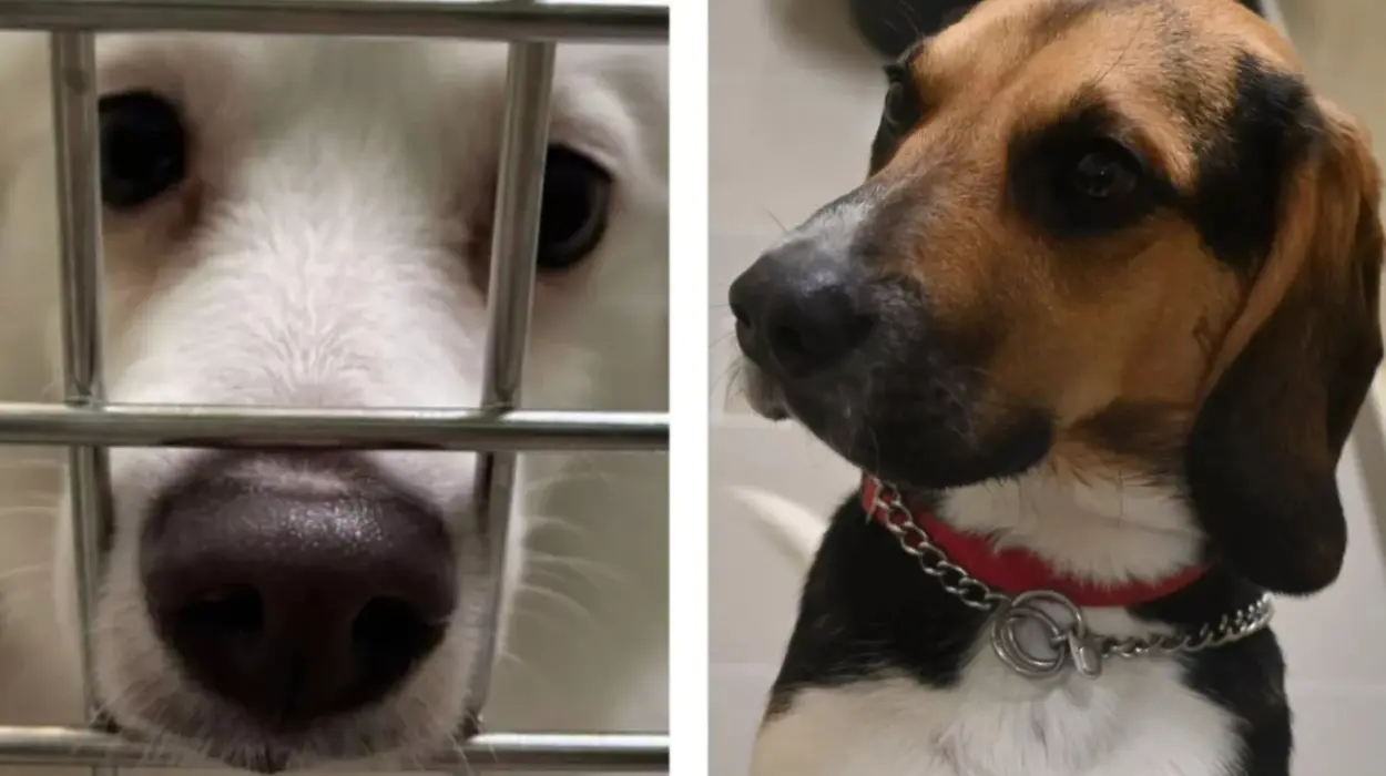 Anderlecht's Veeweyde Shelter struggles after 32 new pets