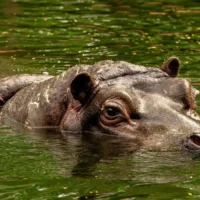 Antwerp Zoo considers euthanasia for aging Hippo Hermien