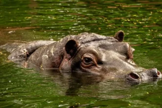 Antwerp Zoo considers euthanasia for aging Hippo Hermien