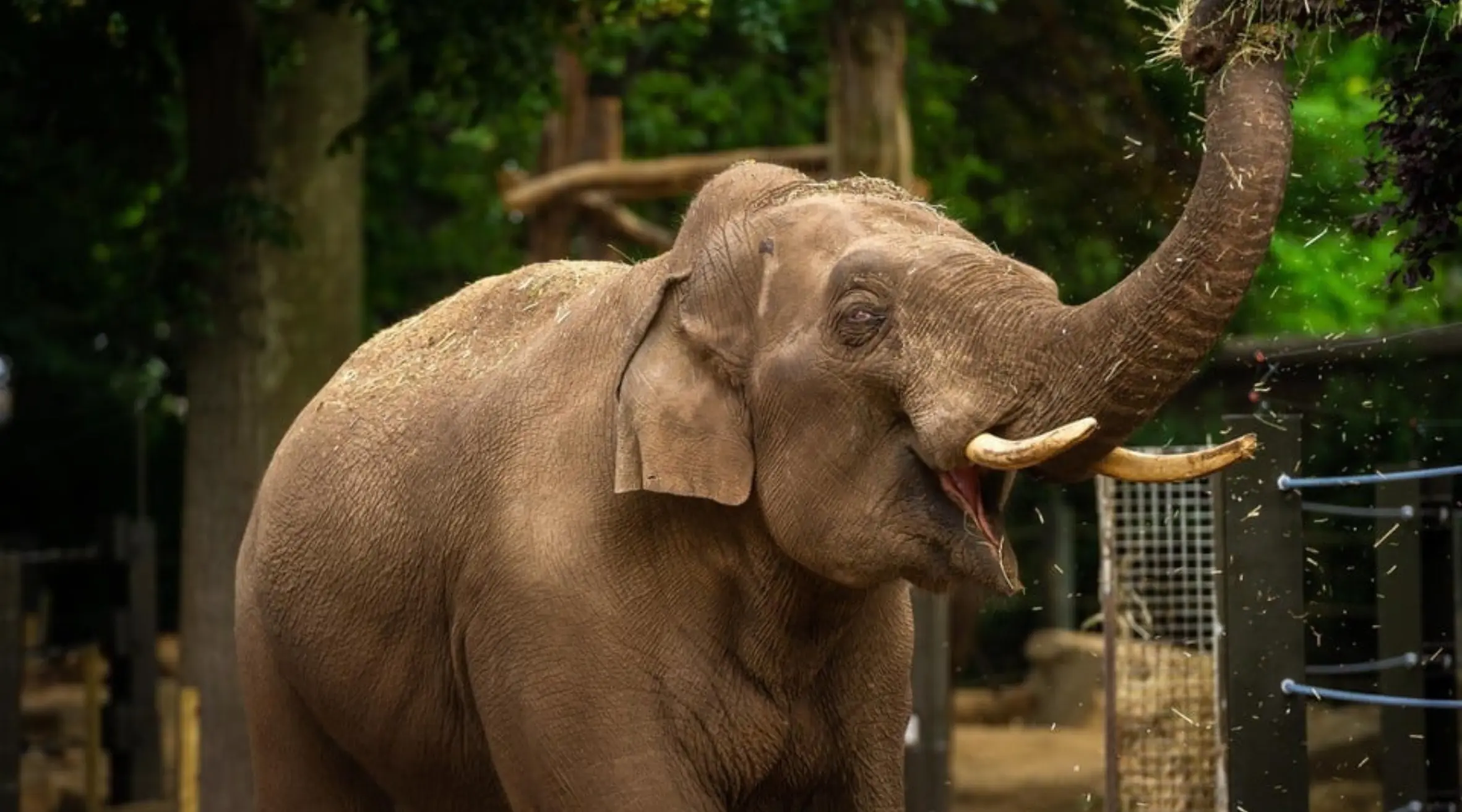 Antwerp Zoo to move giant elephant Assam to larger habitat in Augsburg to meet his growing needs