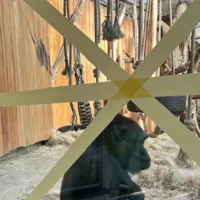Antwerp Zoo uses window tape to help gorillas and monkeys 