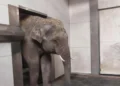 Antwerp Zoo welcomes young elephant Max
