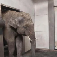 Antwerp Zoo welcomes young elephant Max