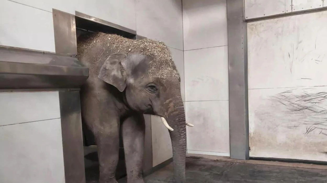 Antwerp Zoo welcomes young elephant Max