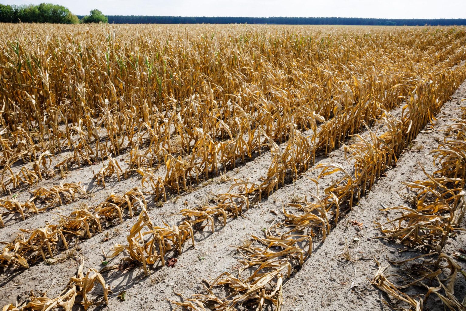 Europe crop heatwaves leave farmland dry amid rainfall shortages