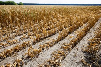 Europe crop heatwaves leave farmland dry amid rainfall shortages