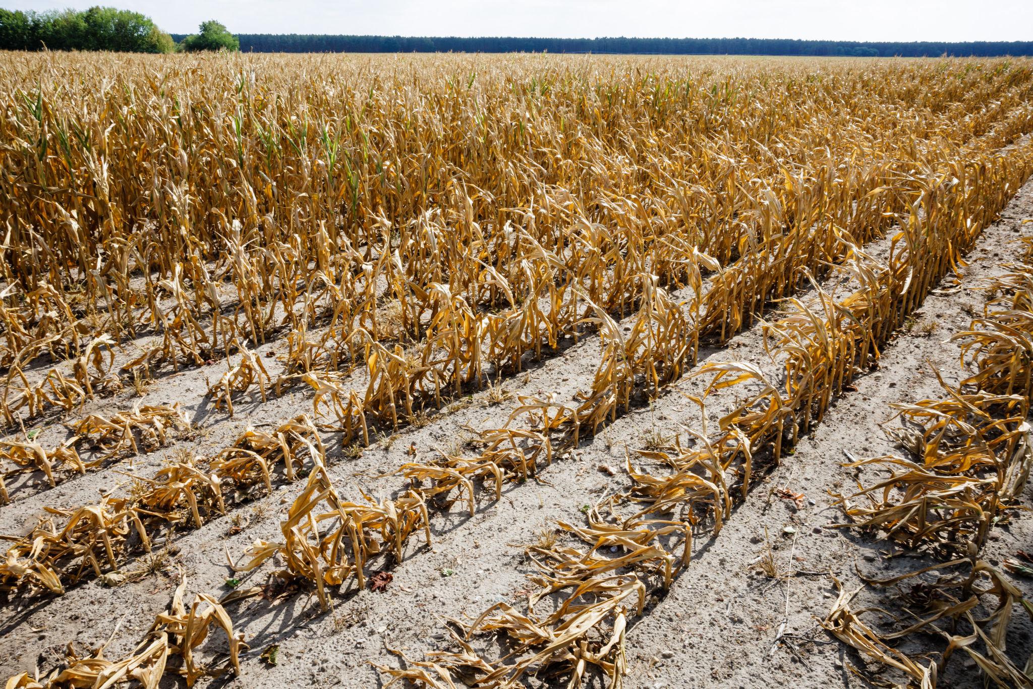 Europe crop heatwaves leave farmland dry amid rainfall shortages