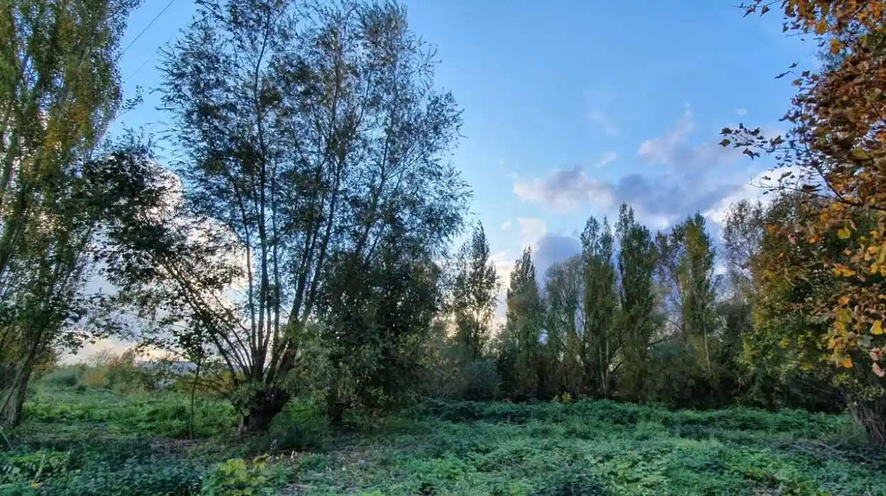 BOS+ Fights De Lin Depot Approval to Protect Ghent's Green Spaces