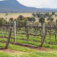 Police investigation into Bondi shooters training in New South Wales