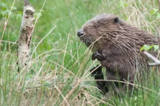 Beavers thrive in Genk Alderman Toon Vandeuren faces water management challenges