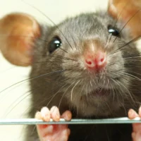 Beersel drowns rats in traps after pet poison concerns
