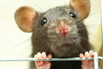 Beersel drowns rats in traps after pet poison concerns
