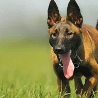 Belgian Malinois History Herding to Global Companion