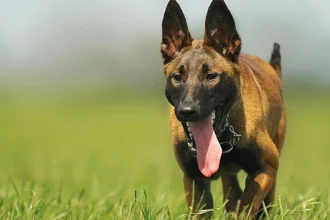 Belgian Malinois History Herding to Global Companion