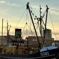 Belgium adopts EU sole size, reduces waste for fishermen