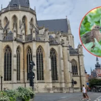 Belgium confirms 3 West Nile cases, Dr Lernout warns