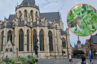 Belgium confirms 3 West Nile cases, Dr Lernout warns