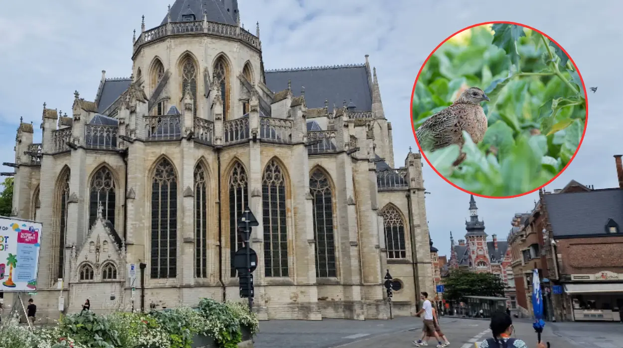 Belgium confirms 3 West Nile cases, Dr Lernout warns