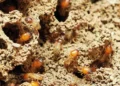 Belgium faces new threat from invasive termite species