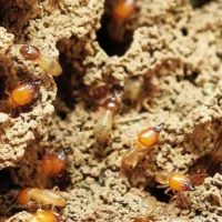 Belgium faces new threat from invasive termite species
