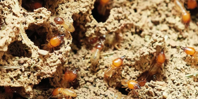 Belgium faces new threat from invasive termite species