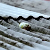 Belgium schools Asbestos crises Minister Demir’s €5.4M plan