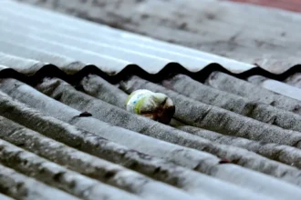 Belgium schools Asbestos crises Minister Demir’s €5.4M plan