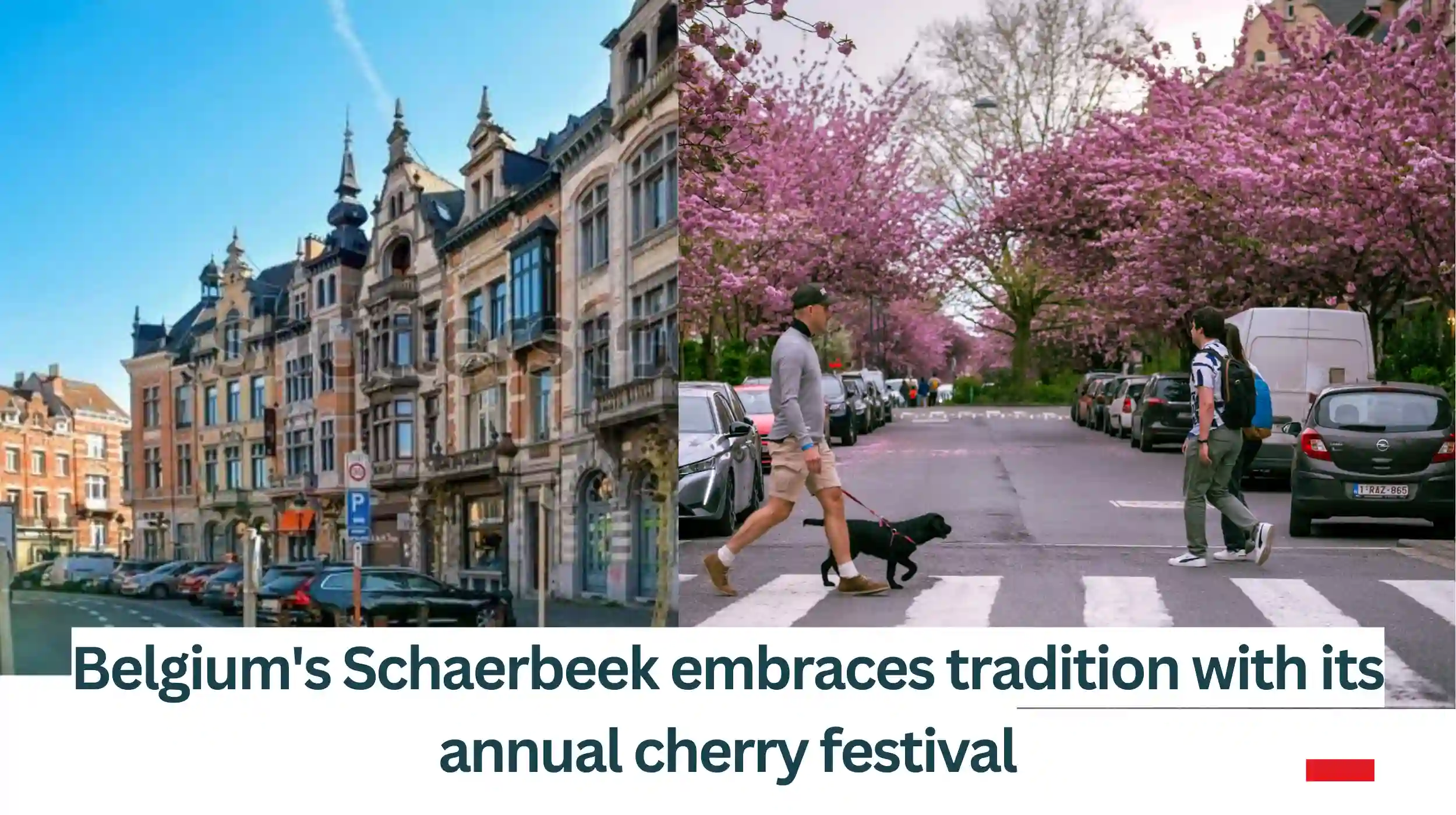 Belgiums-Schaerbeek-embraces-tradition-with-its-annual-cherry-festival