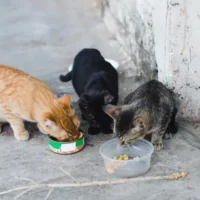 Belgium's animal welfare revolution Leuven leads with GAIA's help