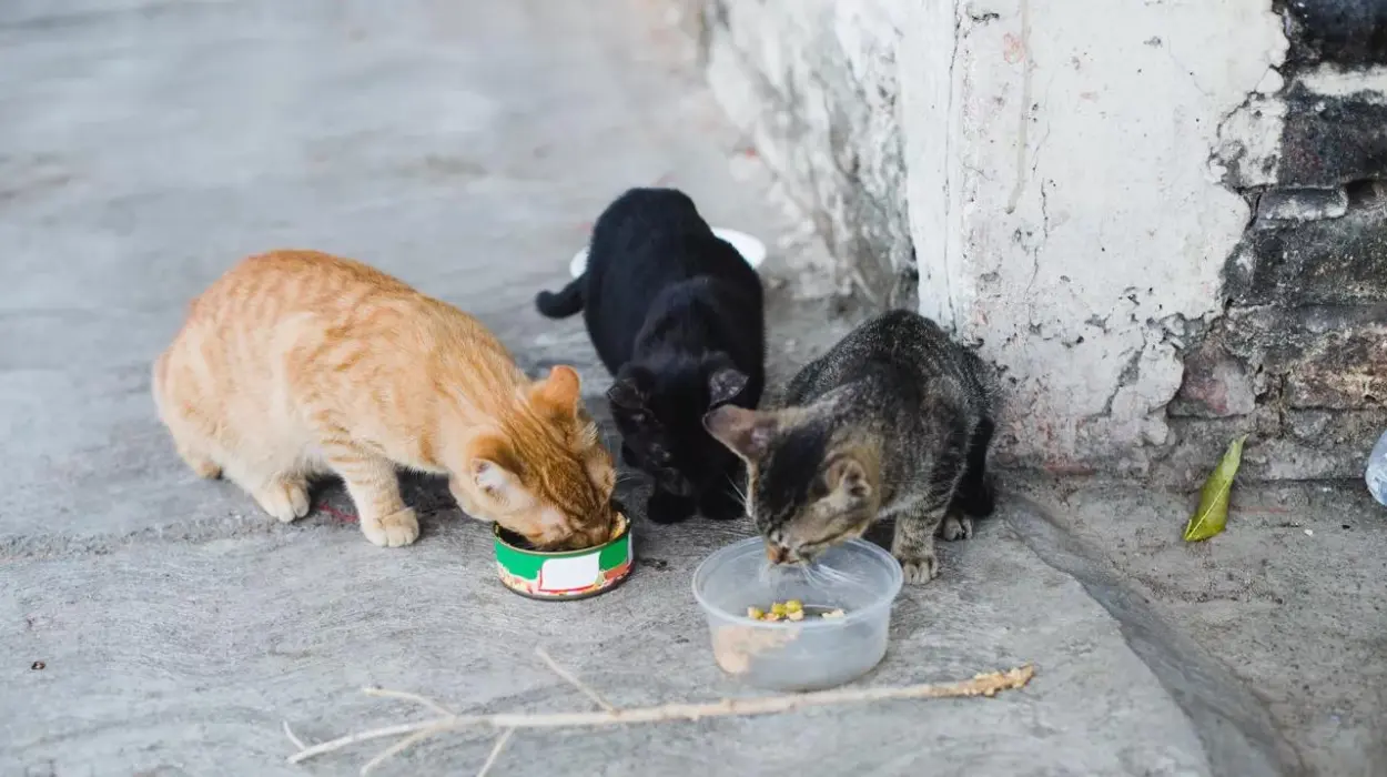 Belgium's animal welfare revolution Leuven leads with GAIA's help