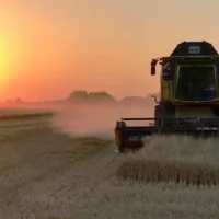 Belgium's grain harvests threatened by wettest year in over a century