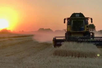 Belgium's grain harvests threatened by wettest year in over a century