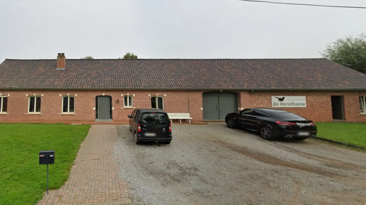 Beringen: 8th corn maze opens at De Merelhoeve with camping