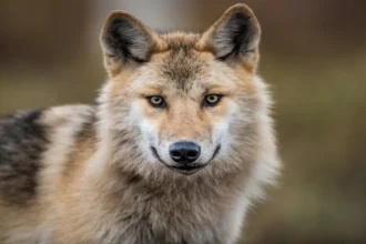 Bern convention backs EU's shift to 'protected' wolf status