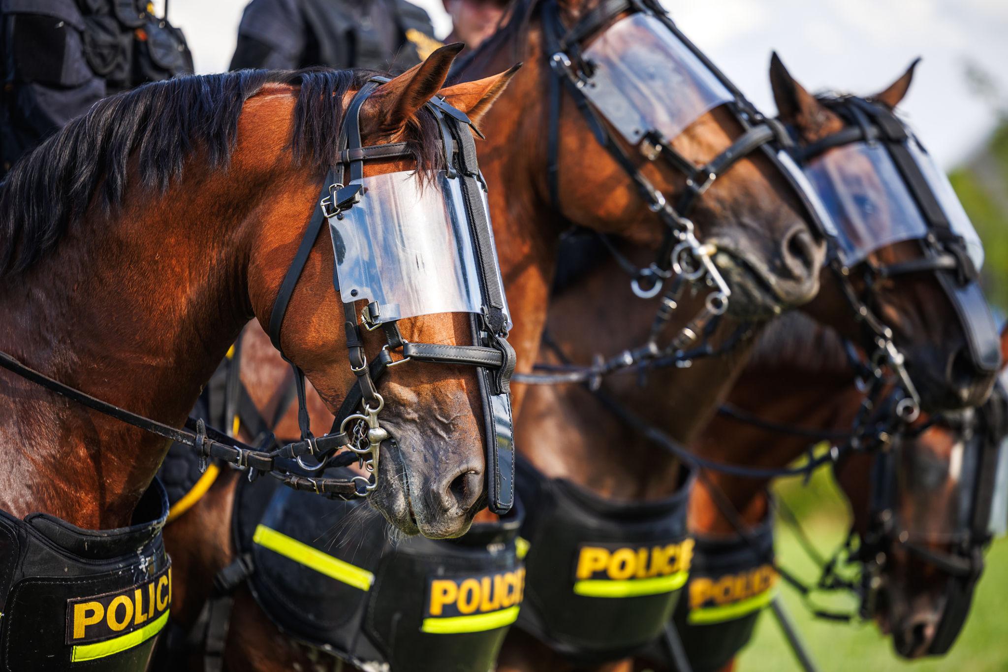 Horse safety incident showing horses running through city streets after being startled during an event in Italy