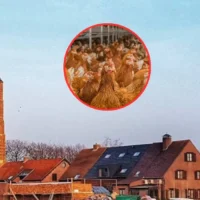 Bird Flu confirmed at Weelde farm, FASFC alerts