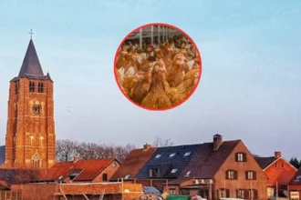 Bird Flu confirmed at Weelde farm, FASFC alerts